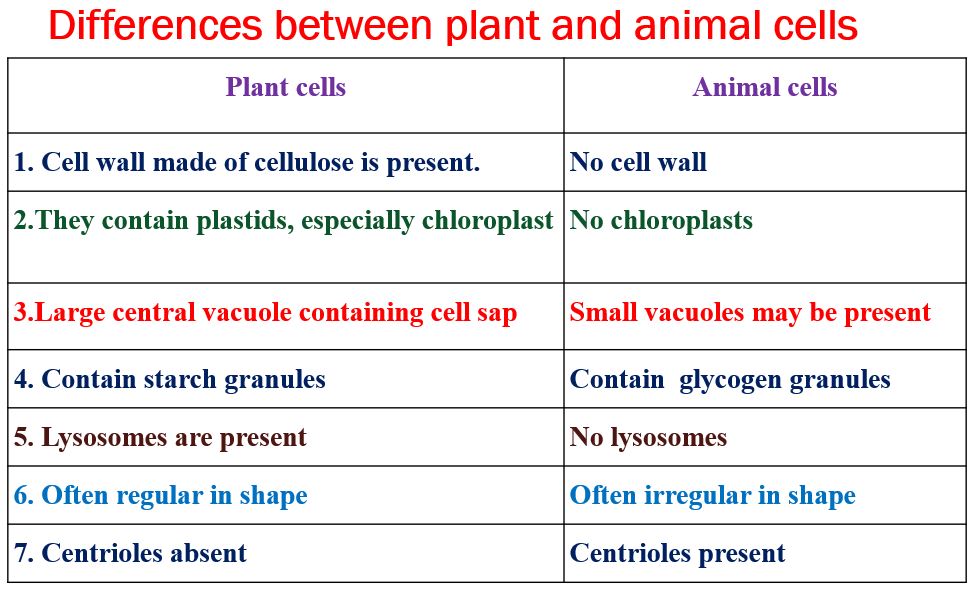Differences between plant and animal cells.